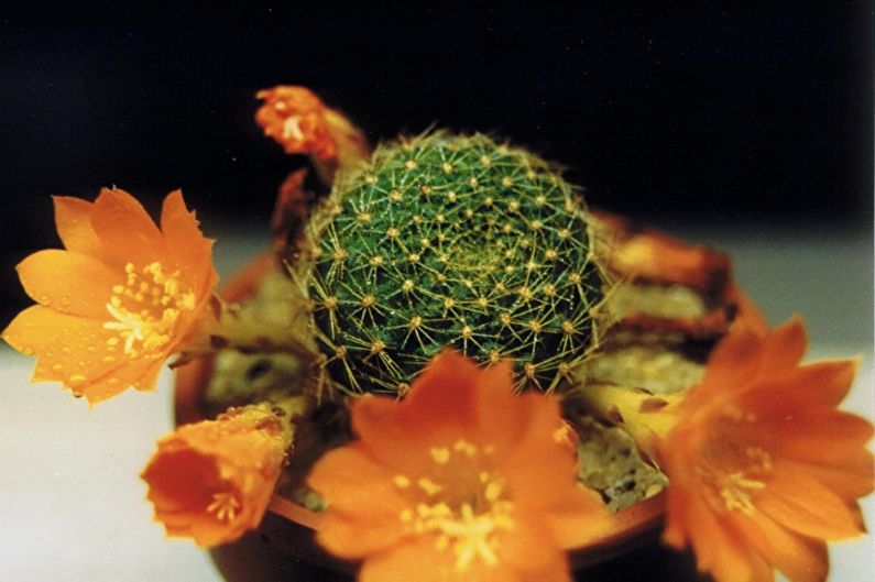 Homemade Cacti - Photo