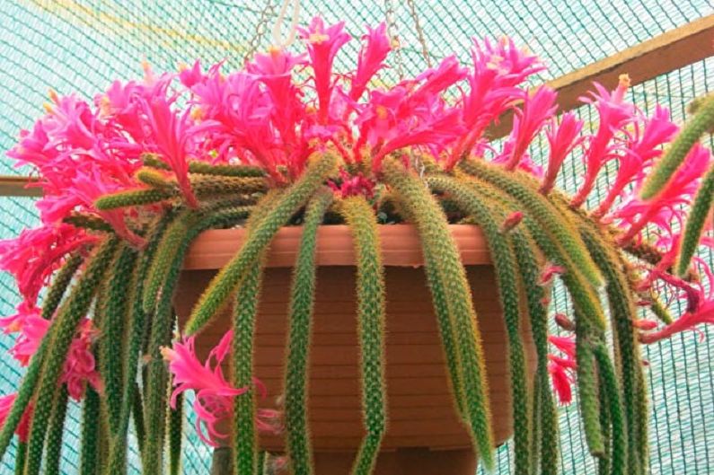 Homemade Cacti - Photo
