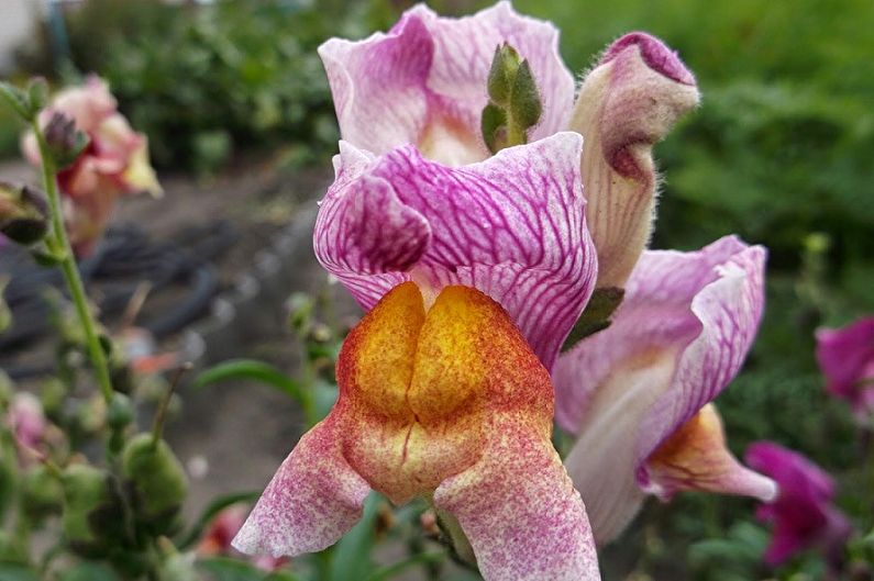 Snapdragon - Opće značajke