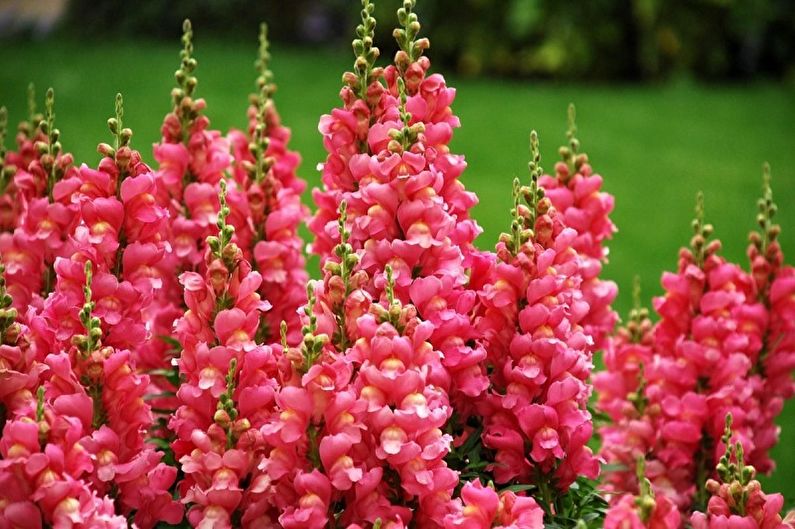 Snapdragon - Opće značajke