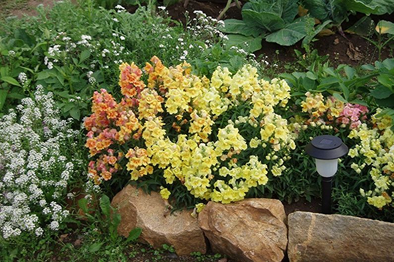 Snapdragon - nizak