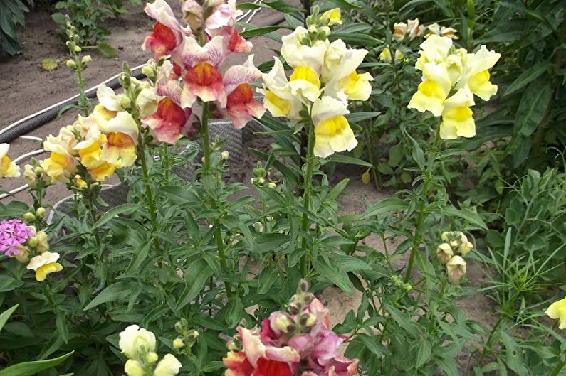 Briga za snapdragons