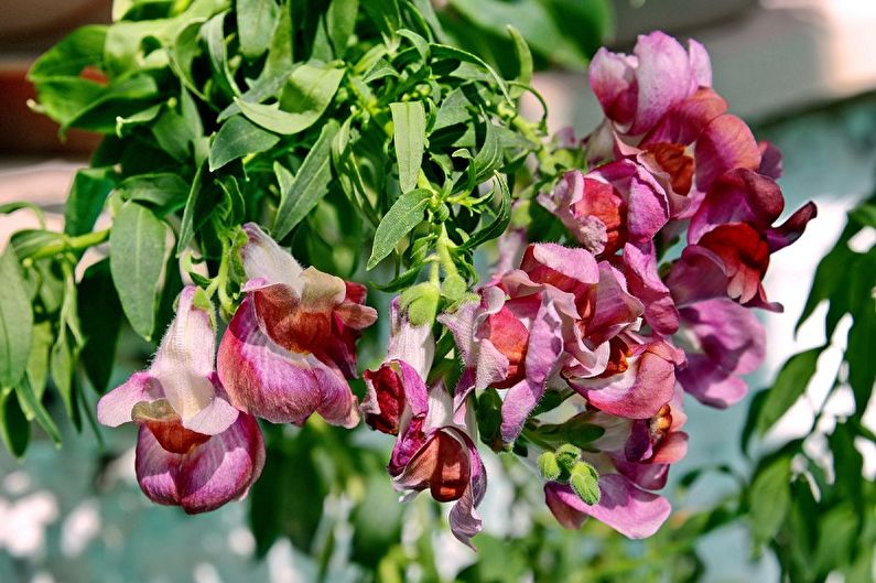Snapdragon - Suzbijanje štetočina i bolesti