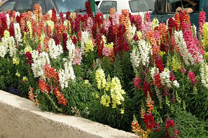 Snapdragon - fotografija