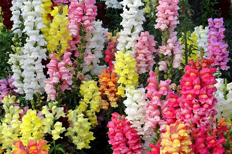 Snapdragon - fotografija