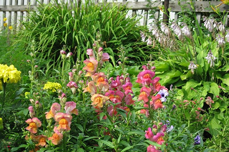 Snapdragon - fotografija