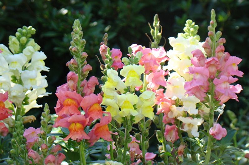 Snapdragon - fotografija