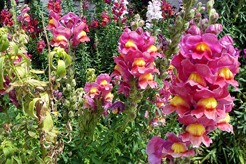 Snapdragon - fotografija