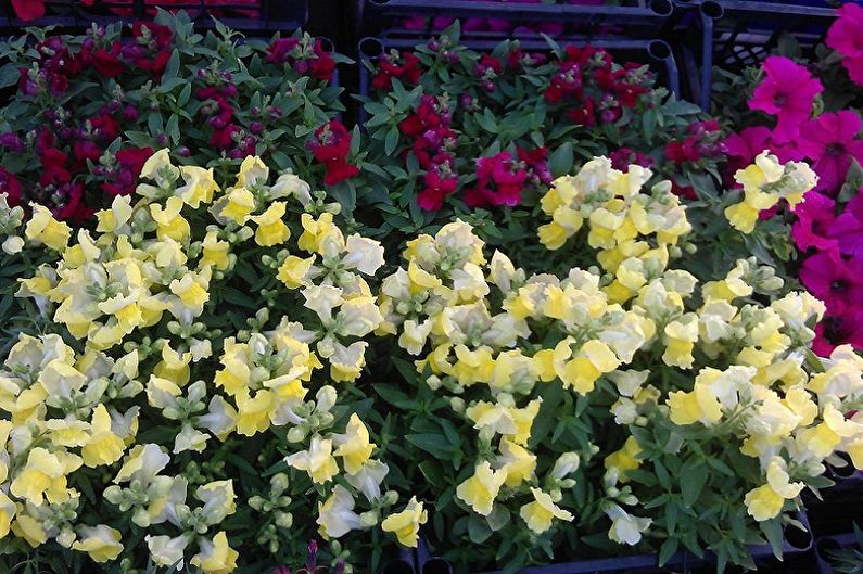 Snapdragon - fotografija
