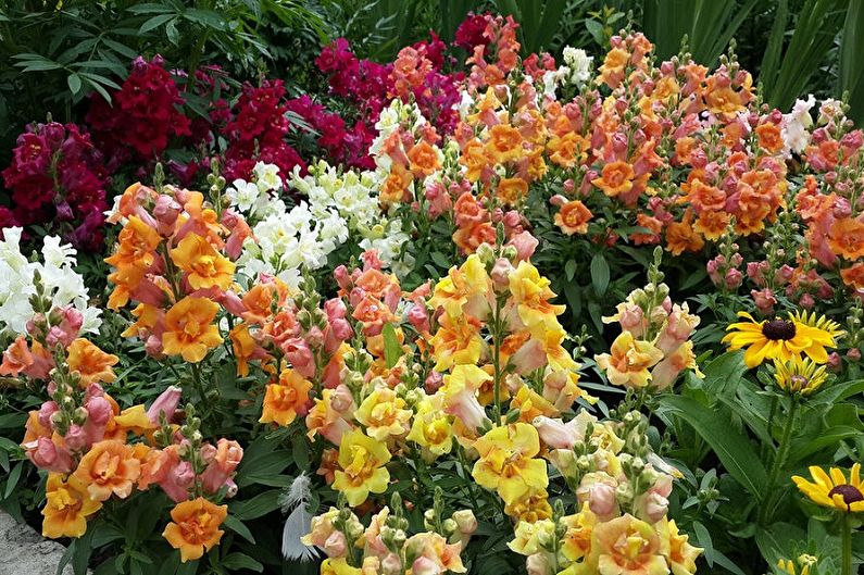 Snapdragon - fotografija