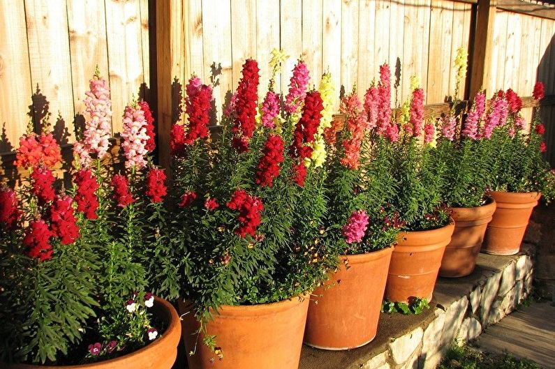 Snapdragon - fotografija