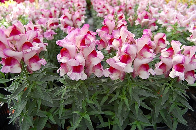 Snapdragon - fotografija