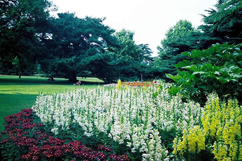 Snapdragon - fotografija