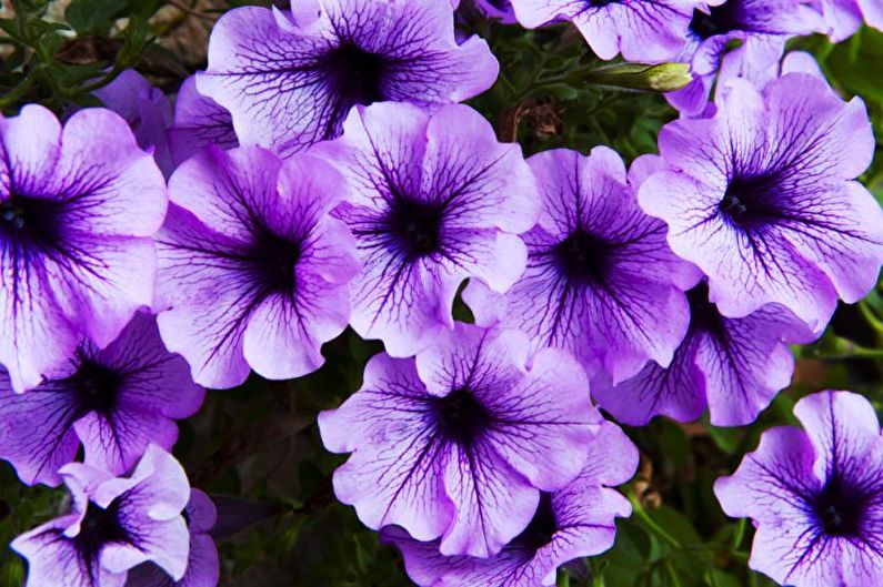Petunia (65 photos): cultivation and care