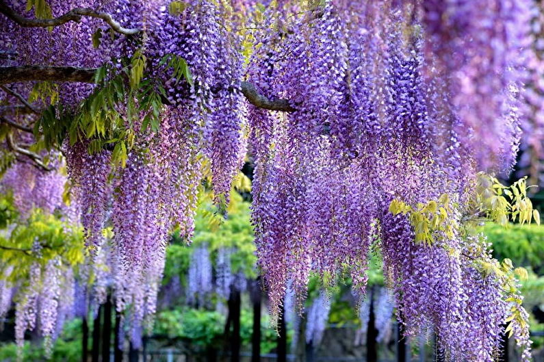 Wisteria (75 foton): typer och vård