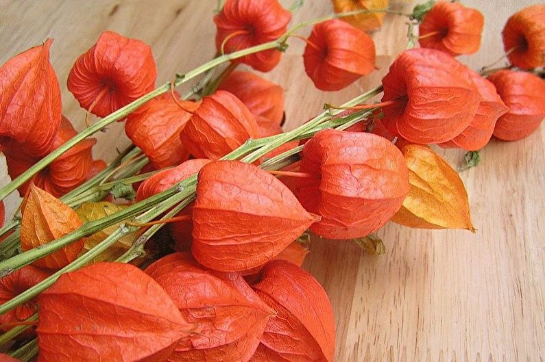 Physalis (70 photos): types and care
