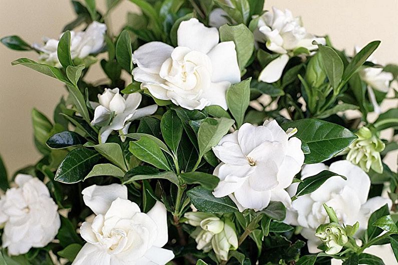 Gardenia (85 photos): types and care