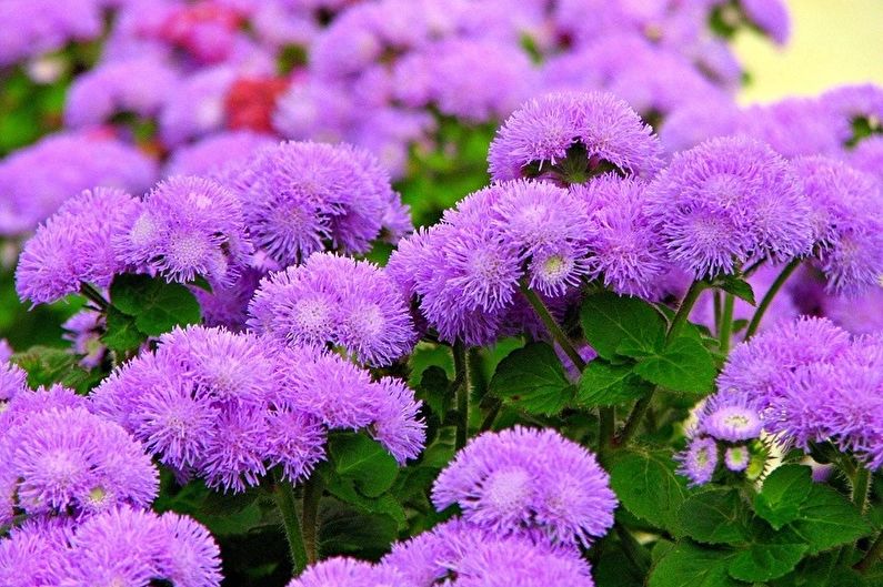 Ageratum (95 photos): types and care