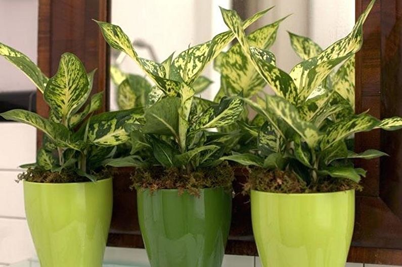 Dieffenbachia (70 photos): types and care