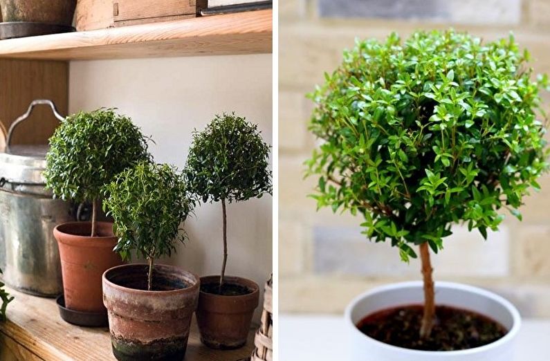 Myrtle tree (50 photos): growing and care