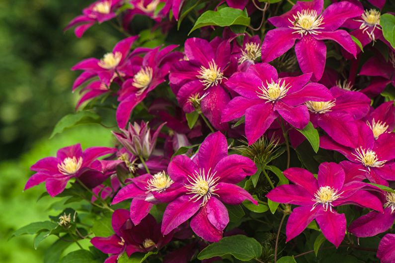 Clematis (80 photos): types and care