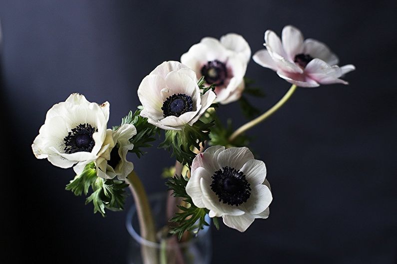 Anemones (85 photos): types and care