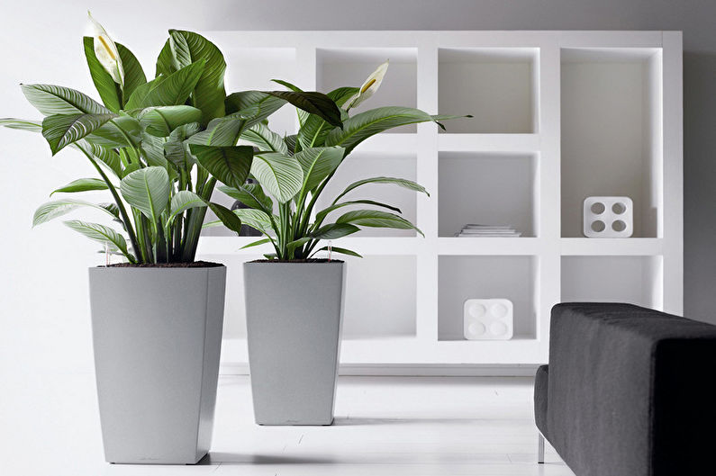 Spathiphyllum (70 photos): types and care