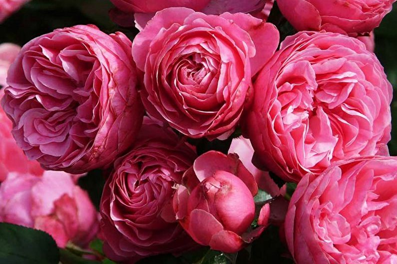 Rose Floribunda (90 photos): types and care