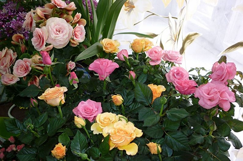 Indoor rose (80 photos): types, cultivation and care