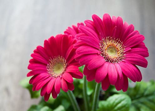 Gerbera (70 photos): types and care