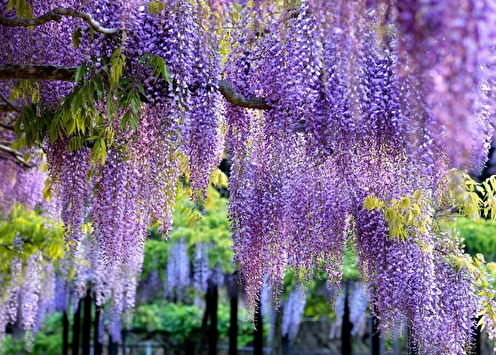 Wisteria (75 photos): types and care