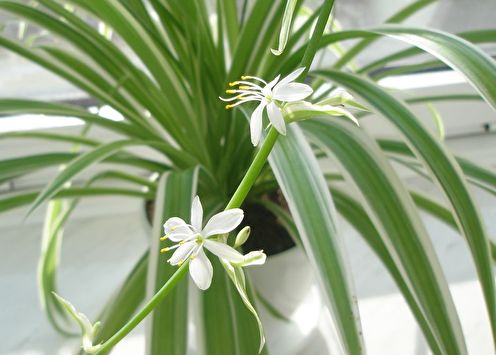 Chlorophytum (50 photos): types and care