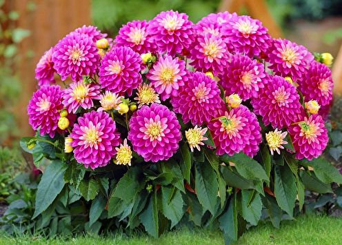 Dahlias (80 photos): types and care