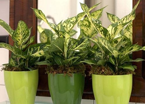 Dieffenbachia (70 photos): types and care