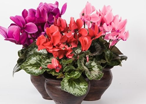 Cyclamen (90 photos): cultivation and care