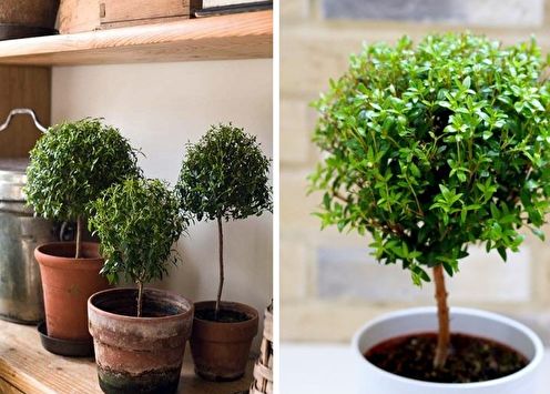 Myrtle tree (50 photos): growing and care