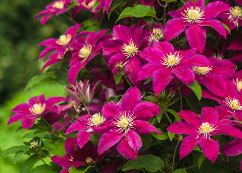Clematis (80 photos): types and care