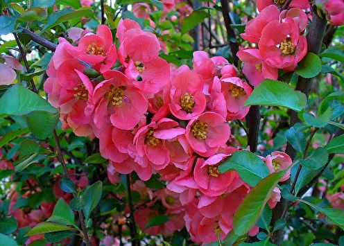 Japanese quince (90 photos): cultivation and care