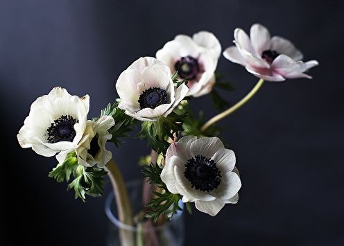 Anemones (85 photos): types and care