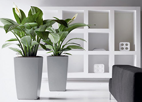 Spathiphyllum (70 photos): types and care