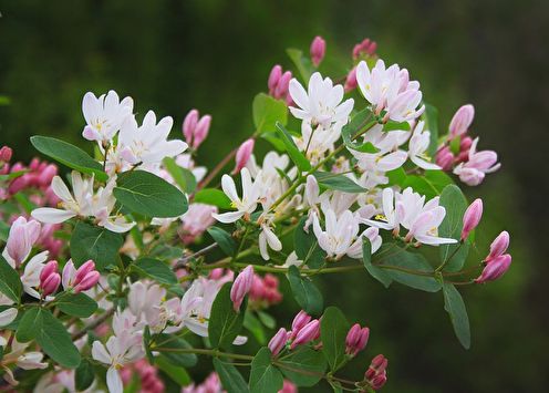 Honeysuckle (75 photos): types and care