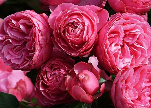 Rose Floribunda (90 photos): types and care
