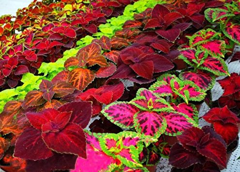 Coleus (75 photos): types and care