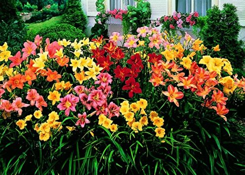 Daylily (65 photos): types and care