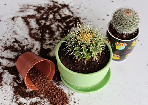 Homemade cacti (90 photos): types, care and watering