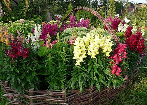Snapdragon (65 photos): types and care