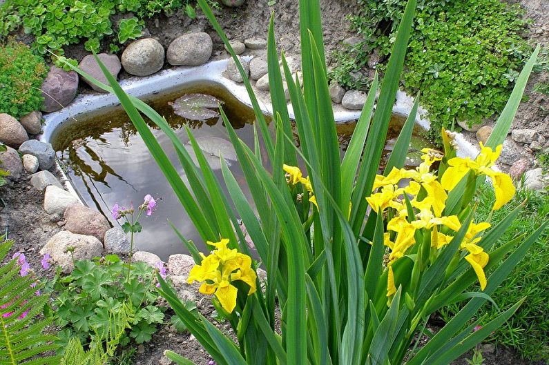 Non-bearded irises