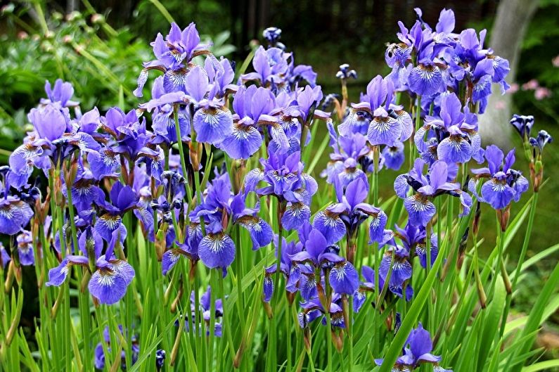 Non-bearded irises
