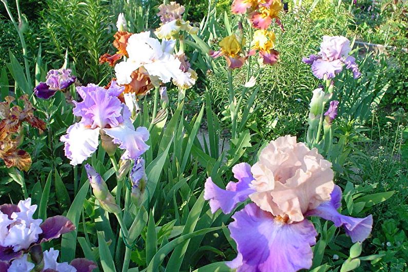 Irises - Lighting