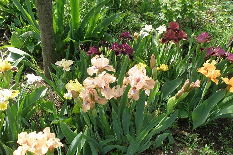 Irises - Lighting